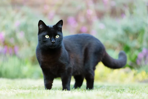 Nahaufnahme einer schwarzen Katze auf dem Gras im Garten — Stockfoto