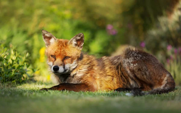 Close up of a red fox lying on the grass — Stock Photo, Image