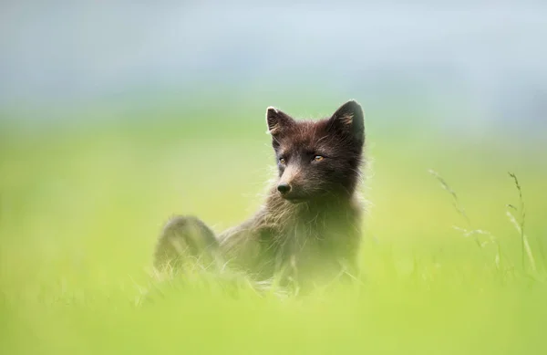 Gros plan du renard arctique bleu morphe couché dans la prairie — Photo