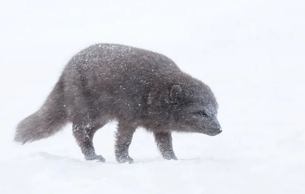 降り積もる雪の中の北極キツネ — ストック写真