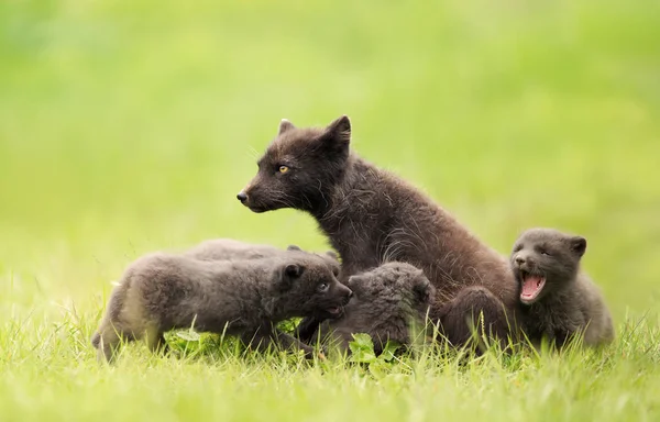 Arctic Fox MUM med lekfulla ungar — Stockfoto
