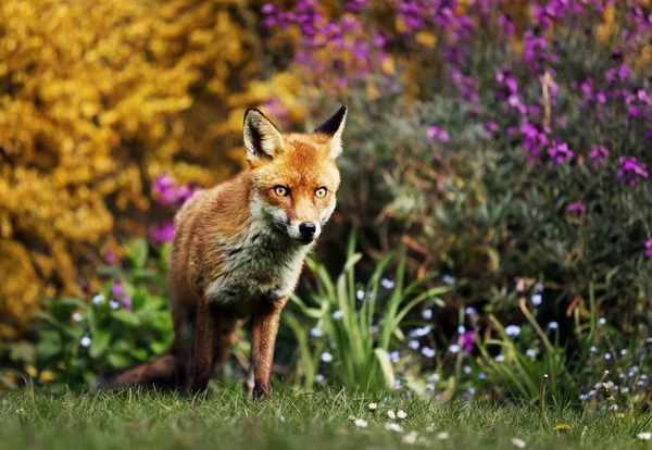 Red fox in the field with flowers — Stock Photo, Image