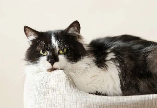 Black and white cat lying in a cat bed. — Stock Photo, Image
