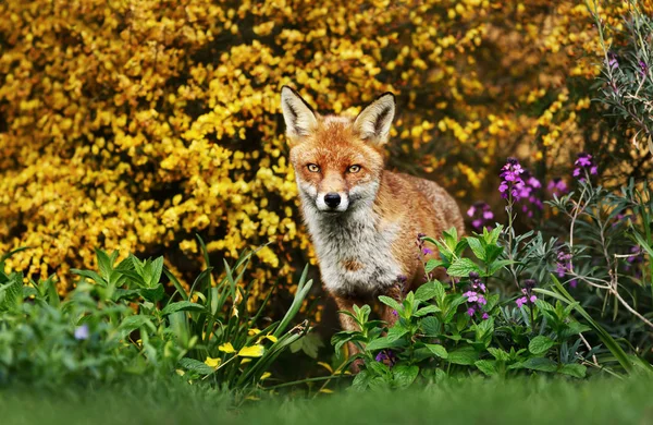 Κόκκινη αλεπού στο χωράφι με λουλούδια — Φωτογραφία Αρχείου
