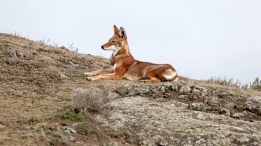 Başlık: bir nadir ve tehlike altında Etiyopyalı kurt (Canis simensis) bale Dağları, Etiyopya dağlık yatıyor yakın.
