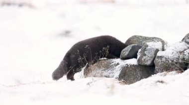Başlık: kış aylarında mavi Morph Arctic Fox yeme yakın çekim.