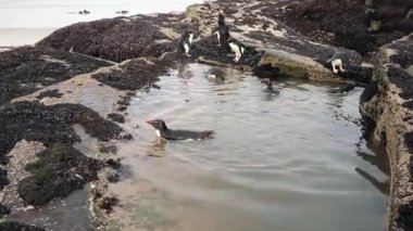 Başlık: su, Falkland Adaları Yüzme Güney Rockhopper Penguenler yakın.