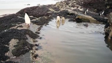 Başlık: su, Falkland Adaları Yüzme Güney Rockhopper Penguenler yakın.