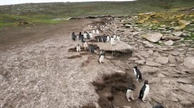 Başlık: Güney Rockhopper Penguenler okyanusa yolda kayalardan atlamalı