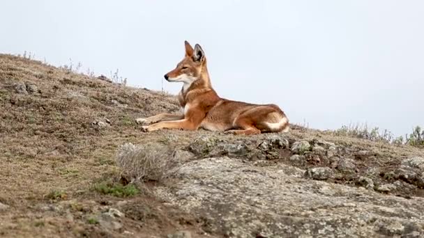 Título Close Rare Endangered Ethiopian Wolf Canis Simensis Lying Highlands — Vídeo de stock