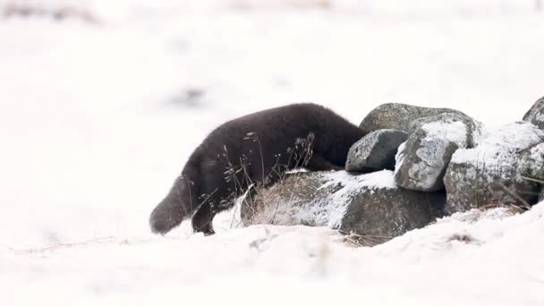 タイトル 冬に食べるブルーモーフ北極キツネのクローズアップ — ストック動画