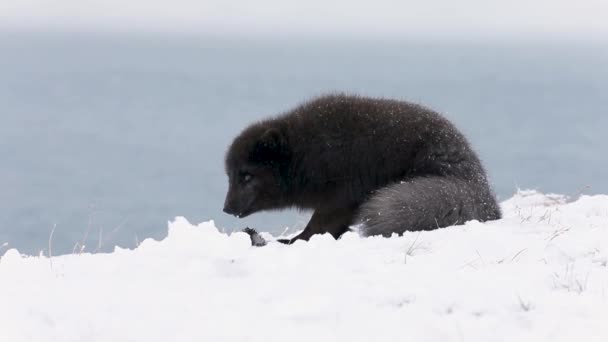 Titel Arctic Fox Eten Vallende Sneeuw — Stockvideo