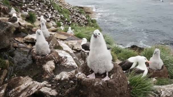 Título Pollito Albatros Con Cejas Negras Sentado Nido Barro — Vídeos de Stock