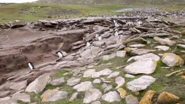 Titel Southern Rockhopper Penguins Hoppen Van Rotsen Weg Naar Oceaan — Stockvideo