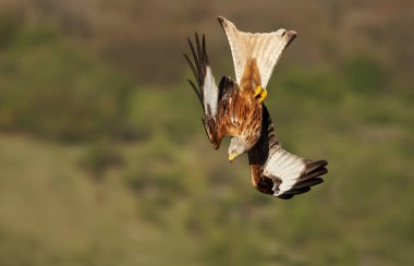 Close up of a Red kite in flight clipart