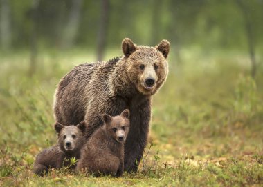 Female Eurasian brown bear and her cubs in boreal forest clipart
