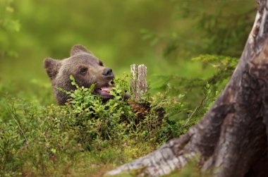 Boreal ormanında yaban mersini yiyen Avrasya kahverengi ayı yavrusu
