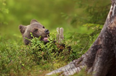 Eurasian brown bear cub eating a blueberry in boreal forest clipart