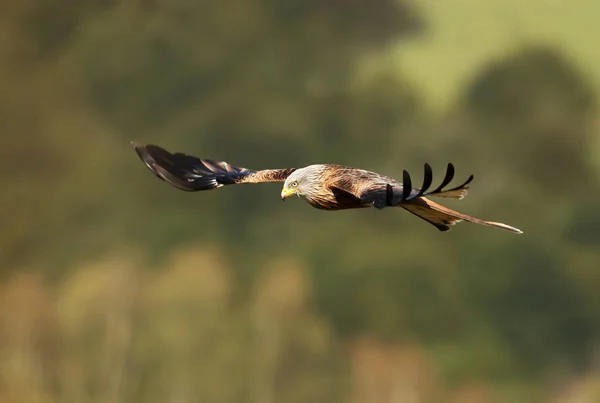 Gros plan d'un cerf-volant rouge en vol — Photo