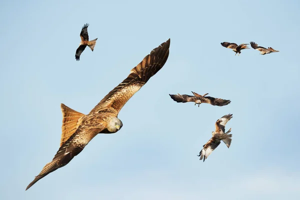 Rotmilanschwärme im Flug — Stockfoto