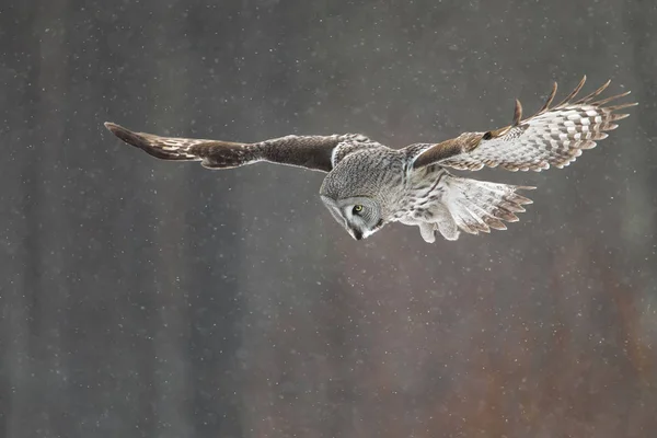 Grande coruja cinzenta em voo na neve caindo — Fotografia de Stock