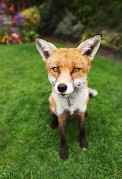 Close up de uma raposa vermelha no verão — Fotografia de Stock