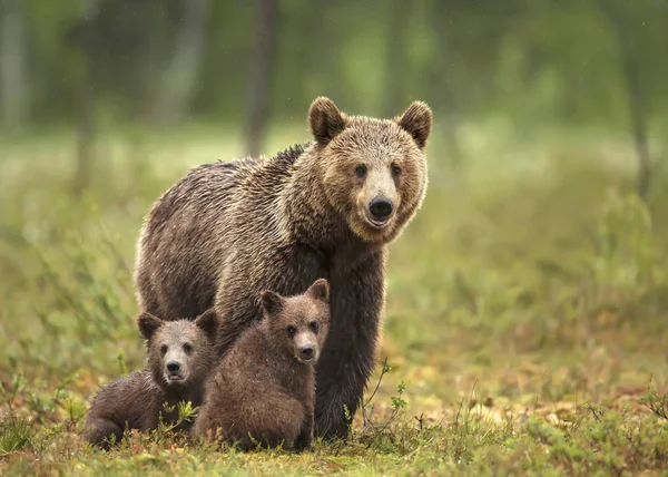 Female Eurasian brown bear and her cubs in boreal forest — Stock Photo, Image