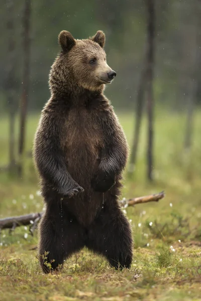 Uzavření eurasijského hnědého medvěda stojícího na zadních nohách — Stock fotografie