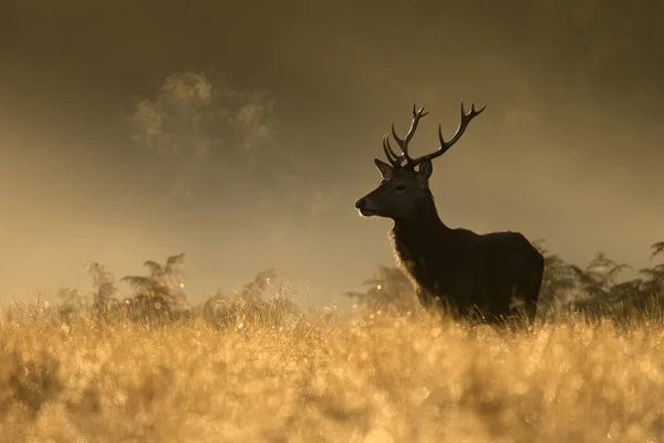 Red Deer Stag tijdens het rotting seizoen bij Dawn — Stockfoto