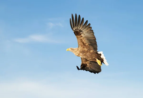 Білохвостий морський орел у польоті — стокове фото