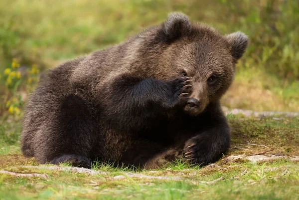 Eurasia marrón oso cachorro mirando a través de los dedos — Foto de Stock
