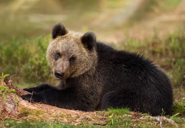 Cachorro de oso pardo eurasiático yaciendo en el bosque — Foto de Stock
