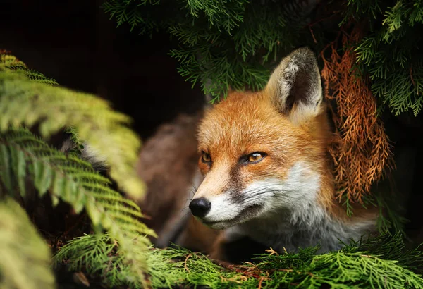Крупный план красной лисы, лежащей под деревом — стоковое фото
