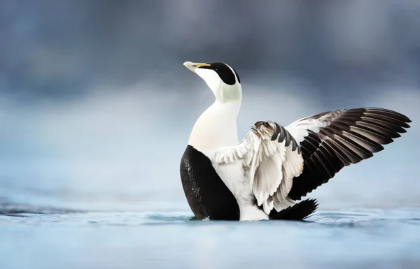 Férfi közös Eider szárnyakkal elterjedt — Stock Fotó