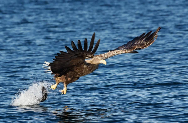 Nahaufnahme eines Seeadlers in Aktion — Stockfoto