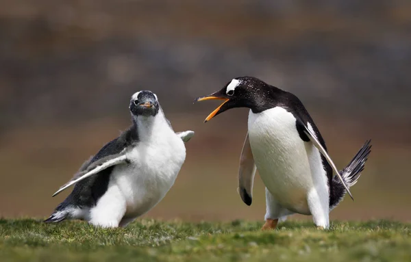 Erwachsener Gentoo-Pinguin genervt von einem Küken, das ständig nach — Stockfoto