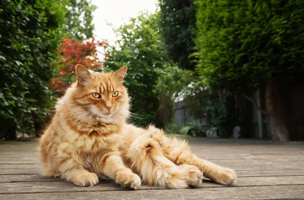 Закрыть рыжего кота, лежащего в саду — стоковое фото