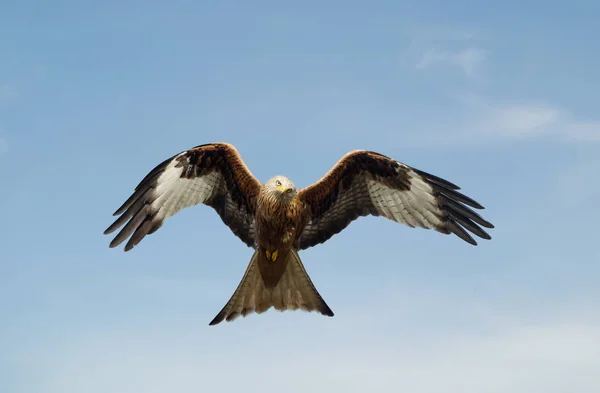 Aquilone rosso in volo contro il cielo blu — Foto Stock