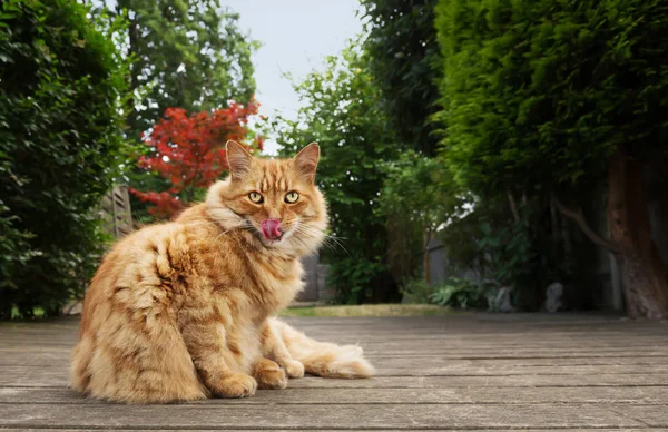 Közeli megjelöl-ból egy macska nyalás orra a kertben — Stock Fotó