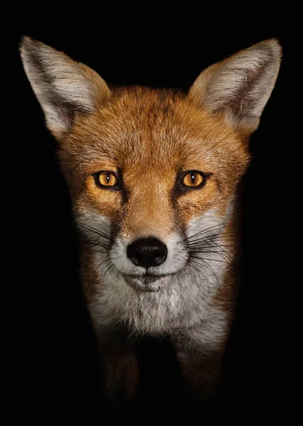 Red fox against black background — Stock Photo, Image