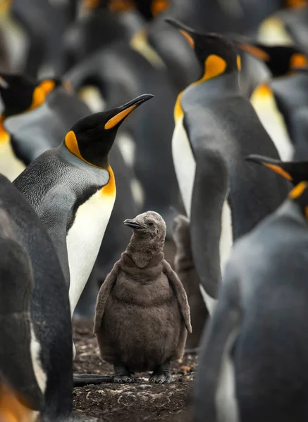 キングペンギンひよこは、大人のペンギンのグループに立っています — ストック写真