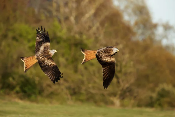 Gros plan des cerfs-volants rouges en vol — Photo