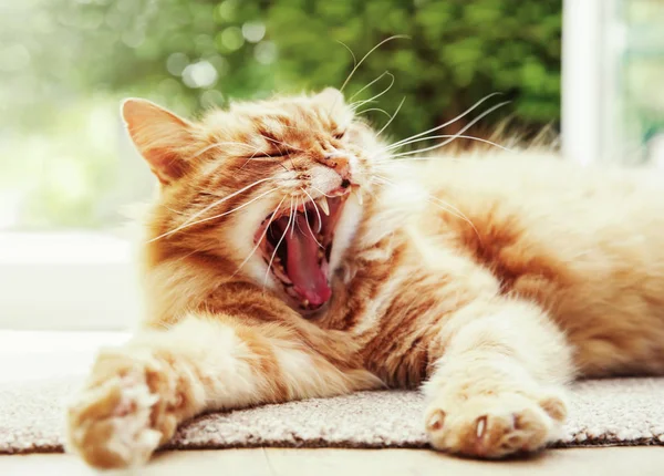 Nahaufnahme einer gähnenden Katze an einem faulen Sommermorgen. — Stockfoto