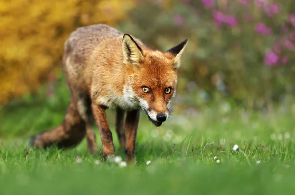 Nahaufnahme eines Rotfuchses, der auf der Wiese steht — Stockfoto