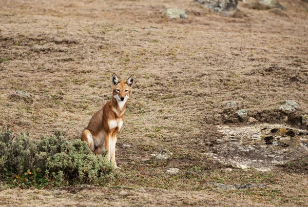 Rare and endangered Ethiopian wolf sitting in Bale mountains, Et — Stock Photo, Image