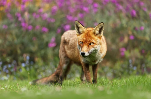 Close up van een vos in de weide — Stockfoto