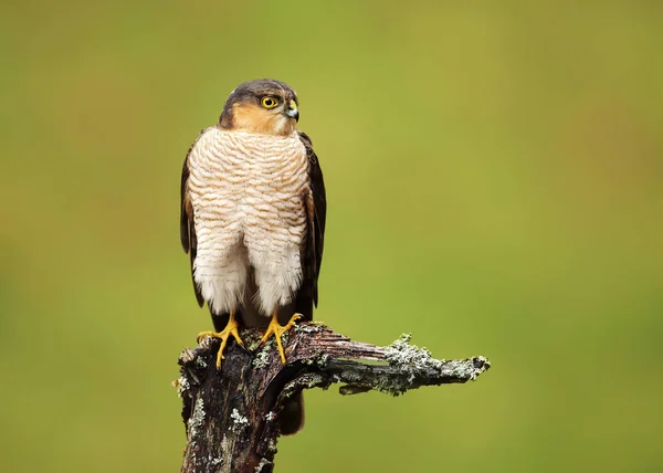 Portrait de l'Épervier d'Eurasie perché sur un poteau en bois — Photo