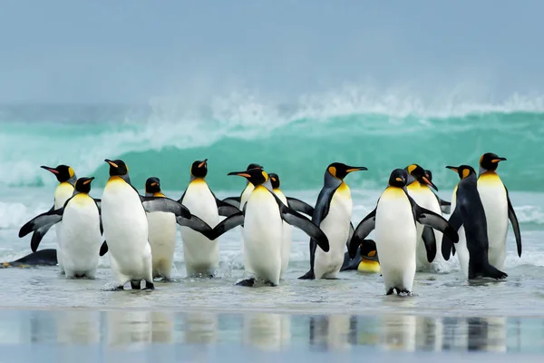 Groupe de manchots royaux débarquant d'un océan Atlantique orageux — Photo