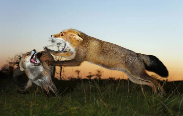 Dos zorros rojos atacándose unos a otros y luchando por un territorio — Foto de Stock