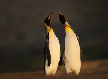 Gün doğumunda kumlu bir sahilde duran kral penguenler